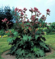 Rheum Palmatum Var Tangutica